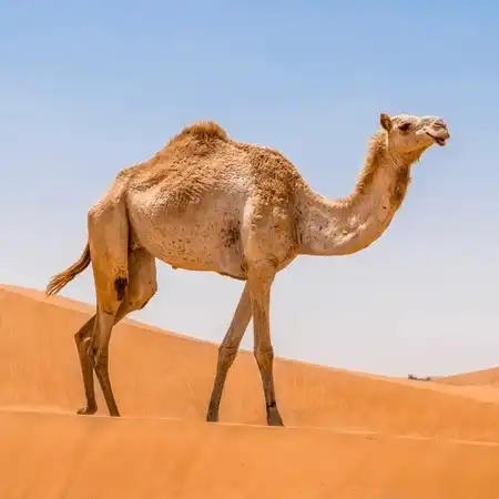 قعود مجاهيم أصيل للبيع – طيب السلالة