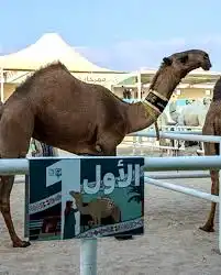 Abo Obeid Auction Logo