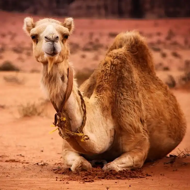 شعار مزاد أبو عبيد